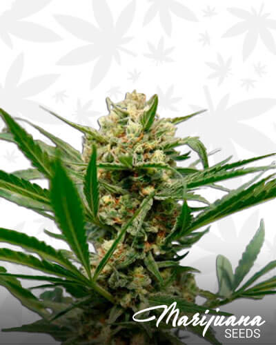 Sweet Deep Grapefruit