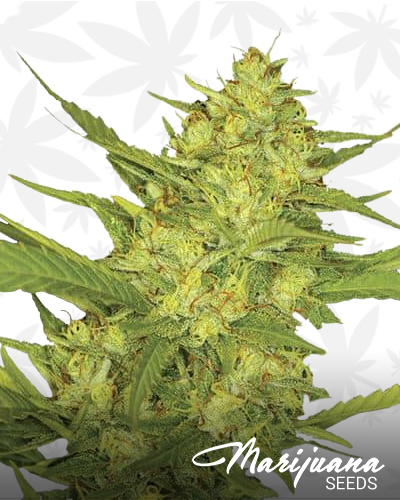 Sweet Diesel