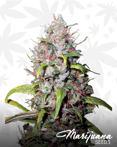 Sweet Jane