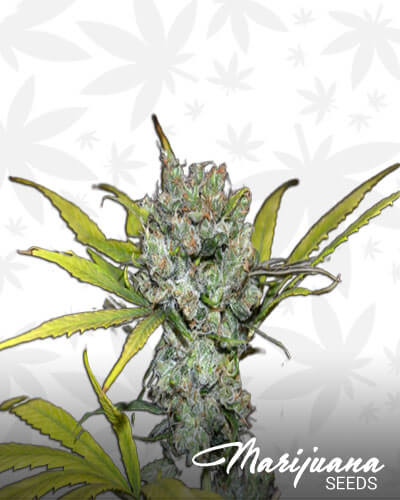 Sweet and Sour Widow