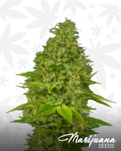 Swiss Sativa Marijuana Seeds