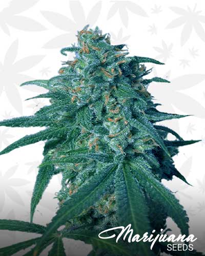 Swiss Tsunami Marijuana Seeds