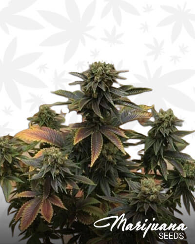 tangerine haze tangerine haze