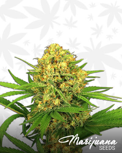 Tangerine Kush