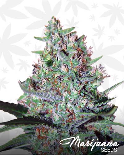 Tangerine Man Marijuana Seeds