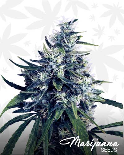 Tangerine Sunrise Marijuana Seeds