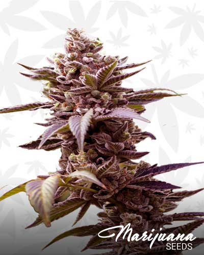 Tangerine Trainwreck Haze Marijuana Seeds
