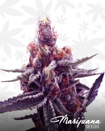 Tangie Ghost Train Marijuana Seeds