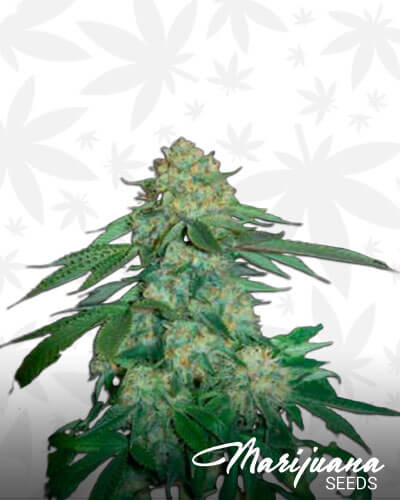 Terminator OG