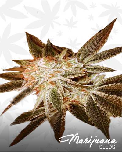 Tesla Tower Marijuana Seeds