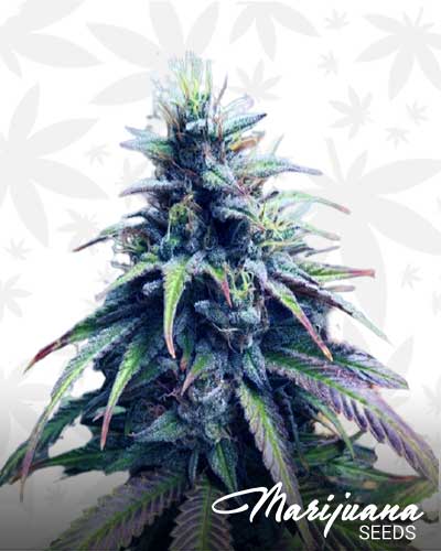 Thai Haze Marijuana Seeds