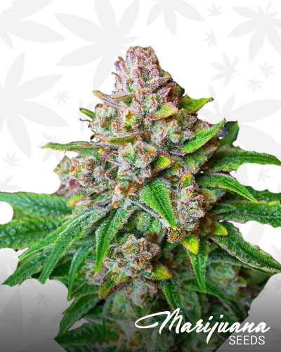 The Sauce Marijuana Strain Details | MarijuanaSeeds.com