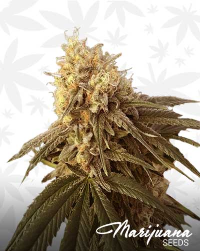 Thunderstruck Marijuana Seeds