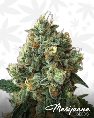 Triangle Kush 1