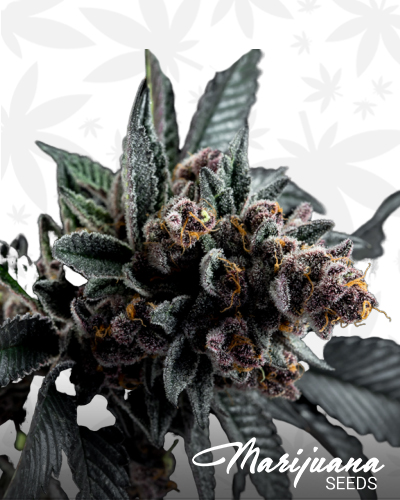 TropicanaCookies
