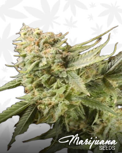Trueberry