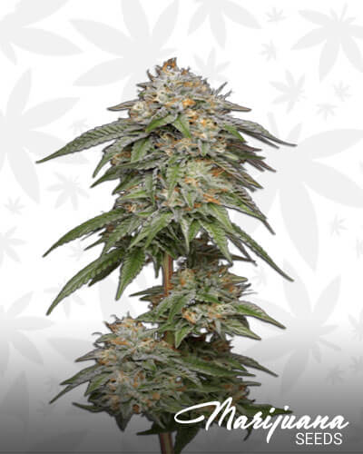 Tuna Kush