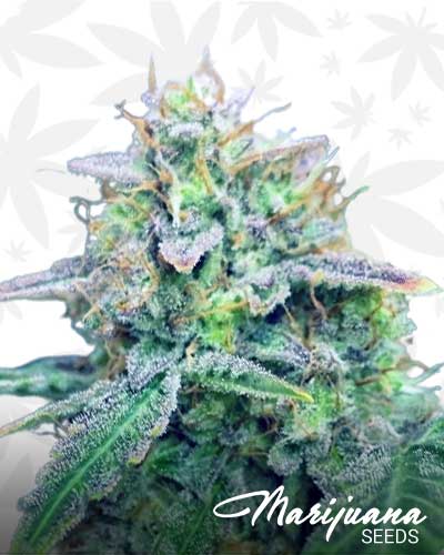 Twista Marijuana Seeds