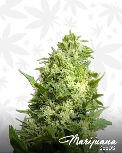U2 Kush