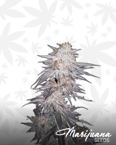 UltraViolet OG