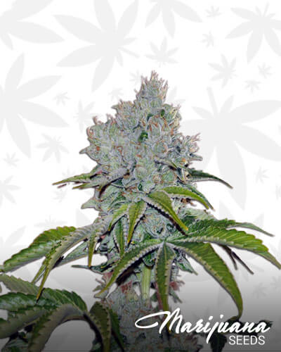 Vader OG