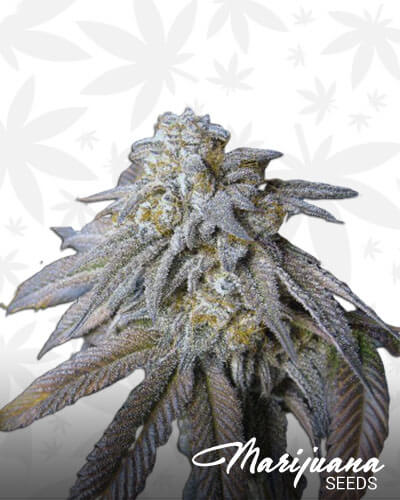 Vanilla Kush