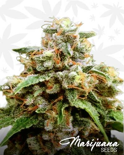 Venice OG Marijuana Seeds
