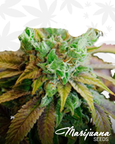 Venus OG