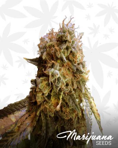 Viper Marijuana Seeds