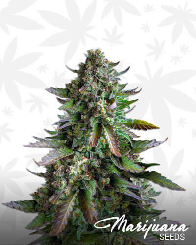 Watermelon Zkittlez