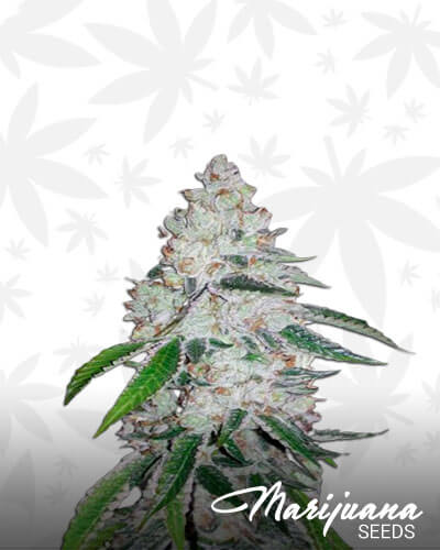 West OG