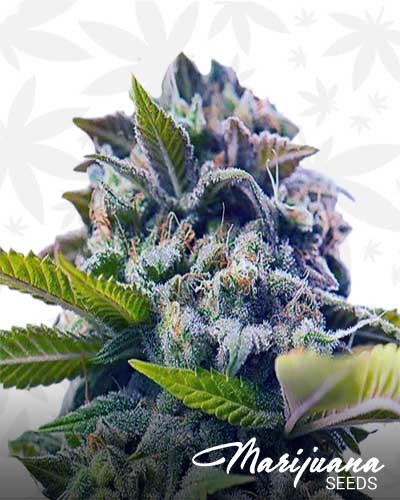 Wet Dream Marijuana Seeds