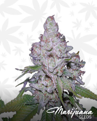 White Berry