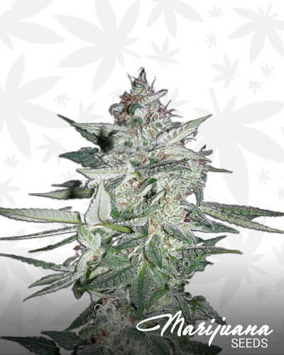 White Bubblegum