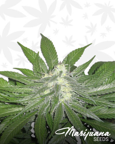 White Domina