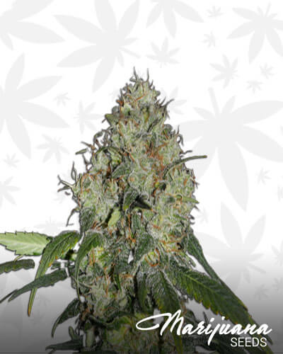 White Dragon