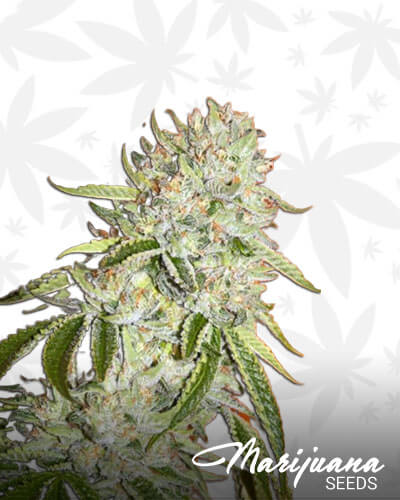 White Fire 43