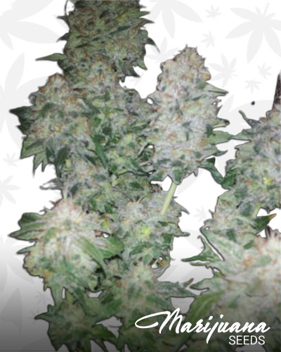 White Kryptonite