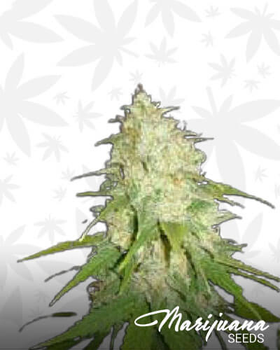 White Kush