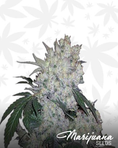 White OG