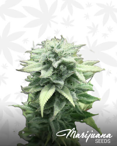 White Tygh Dream