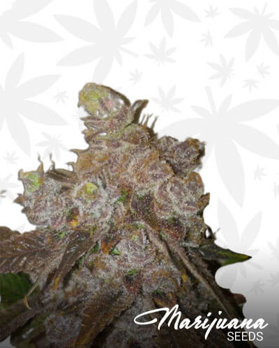 XXX 420