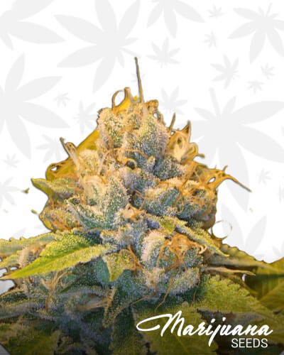 XXX OG