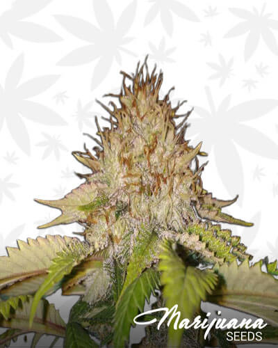 Yeti OG