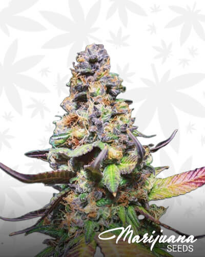 Yoda OG