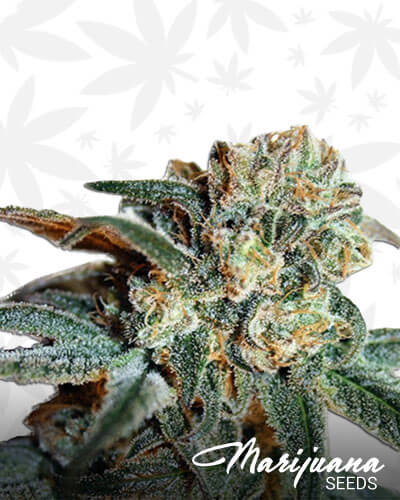 Zombie Kush