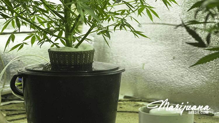 cannabis terpenes testing methods
