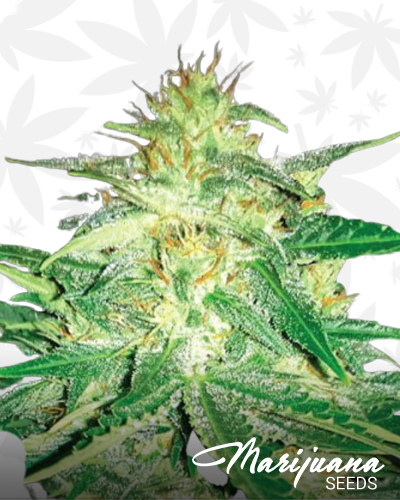 AK47