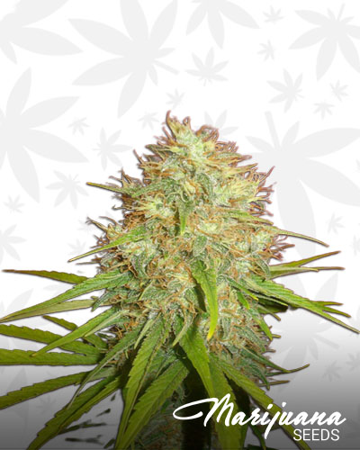 BC Grown