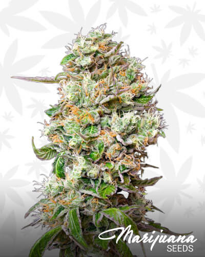 BC King Haze